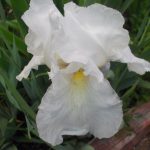 Porcelain Angel Tall Bearded Iris