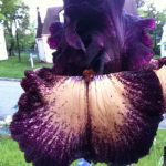 epicenter tall bearded iris